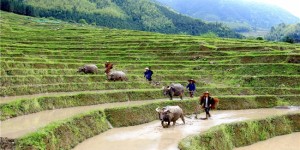 南岭深处育珍馐 连山大米香飘万家
