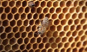 黑蜂产业为中国边疆乡村带来“甜蜜生活”