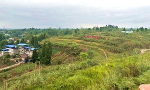 转型与向“新”： 金融促进县域产业质效提升的内江实践