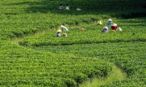 灵山春茶“抢鲜”上市