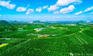 武鸣区“沃柑+”甜蜜产业硕果累累