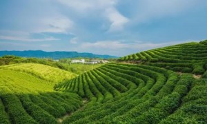 一杯红茶，千年传承：大苗山红茶的文化探索