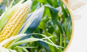 甜蜜的收获：横州甜玉米引领乡村振兴