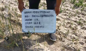 中国人寿财险服务三农 守护地方特色产业 盐碱地上长出新希望