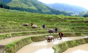 南岭深处育珍馐 连山大米香飘万家