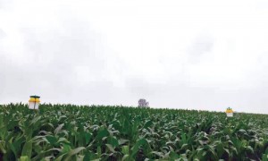 为玉米生产保驾护航