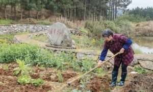 “荣誉菜地”让村民争先添动力