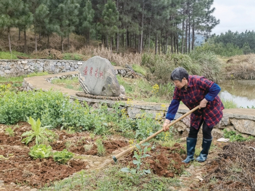 “荣誉菜地”让村民争先添动力