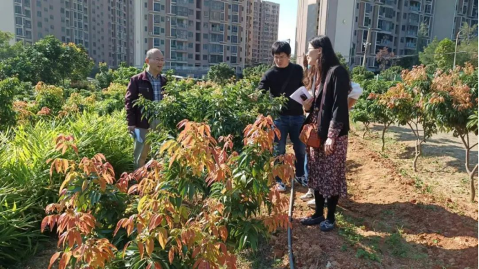 泉州市农科所助力灵源荔枝新品种观测鉴定与推介(图2)