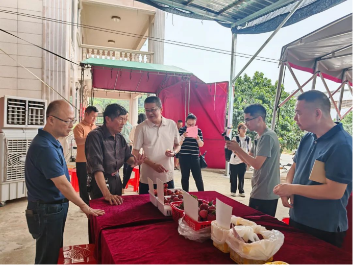 泉州市农科所助力灵源荔枝新品种观测鉴定与推介(图1)